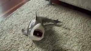 Lifelike Baby Shark Video Baby Shark Cute Baby Videos Funny Animal Videos