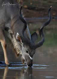 Lisl Moolman Wildlife Photography Added A New Photo To The Album Kudu Kudu Bull Nature Photography Wildlife Photography Photography