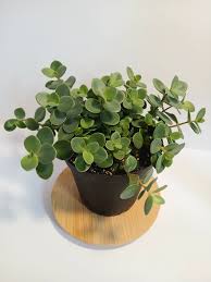 Image result for Pseudopodospermum hispanicum