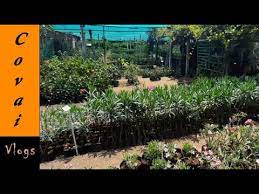 Get free cheap fruit now and use cheap fruit immediately to get % off or $ off or free shipping. Biggest Cheapest Plant Nursery Hybrid Fruit Trees Indoor Outdoor Plants A Z Plants Price Name Plant And Plants