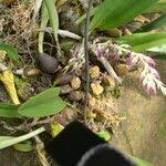 Image result for Bulbophyllum josephi