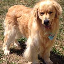 We do not breed full american. Love Golden Kisses Golden Retrievers In Idaho Home Facebook