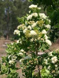 Image result for Syzygium cordatum