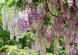 Maybe you would like to learn more about one of these? Wisteria Napa Master Gardener Column Anr Blogs