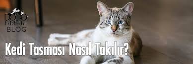 Kediye Tasma Nasil Takilir
