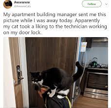 Twitter Page Brings Adorable Cat Stories From All Around The World Cat Stories Cute Cats Cats