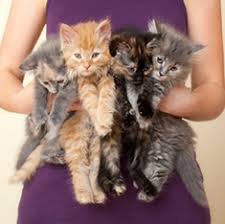 Interestingly, some studies have shown a potential link between coat color and aggression, though the studies are not conclusive. Tortoiseshell Cats Pet Health Insurance Tips