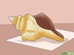 Make sure you apply enough vinegar to fully saturate the surface. How To Clean Conch Shells 10 Steps With Pictures Wikihow