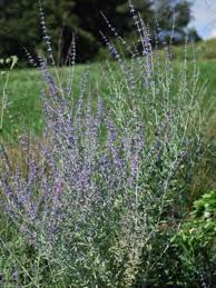 Image result for perovskia atriplicifolia 'little spire'