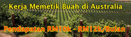 Bekerja sebagai pemetik buah di australia bukanlah perkara baru didengari. Lelaki Ini Kongsi Pengalaman Kerja Petik Buah Di Australia Bahagian 1 Iluminasi