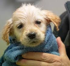 F O T O R Y A N V E D E L S L U N D