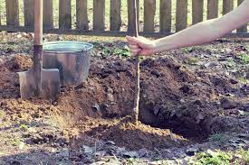Plant young cherry trees in a protected area. When To Plant Cherry Trees Top Timing Tips