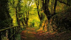 Check spelling or type a new query. Most Beautiful Forest Wallpapers 4k Hd Most Beautiful Forest Backgrounds On Wallpaperbat
