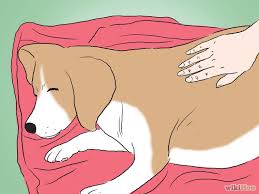 How To Make Sure That Your Dog Is Okay After Giving Birth Pregnant Dog Newborn Puppy Care Puppy Care