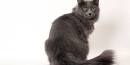 Nebelung Cats - Breed Profile and Facts - Cat Breeds Junction