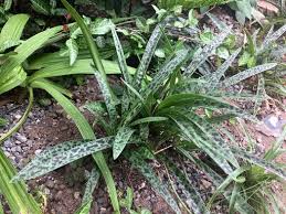 Image result for Ledebouria Unidentified sp. no6.