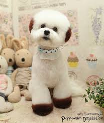 Dummies helps everyone be more knowledgeable and confident in applying what they know. 52 Dog Grooming Ideas In 2021 Dog Grooming Grooming Pet Grooming