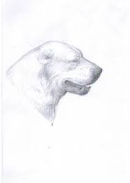 Alabay differ in devotion, they are monogamous. Alabai Australia Central Asian Shepherd Dog Alabai Breed Standard