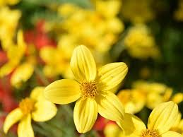 Image result for foto Dvouzubec