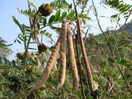 Image result for Tephrosia vogelii