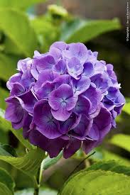 Hydrangea Blumen Pflanzen Schone Blumen Blumenarten