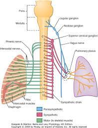 Targeted Lung Denervation As Treatment For Copd