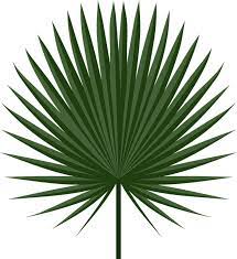 Free Palm Leaf Download Transparent Background A Palm Leaf Pattern Was Frequently Seen In Art Deco Designs Palm Leaves Leaves Plants