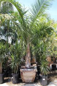 Image result for Syagrus