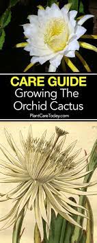 Epiphyllum Orchid Cactus Care Learn Cactus Orchid Growing Tips Orchid Cactus Cactus Care Growing Orchids