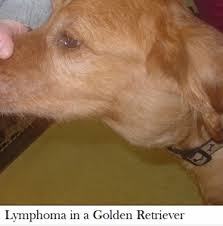 Dog Lymph Node Location Chart Daily Dog Discoveries