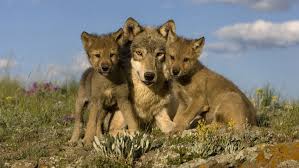 Here, the gibbons wolf pack, named after its territory in the gibbon meadows of yellowstone national park, takes a rest in the snowy landscape. Wolves Regurgitate Blueberries For Their Pups To Eat Science News