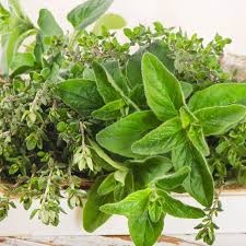 How to care for your oregano plants watering. How To Grow Oregano Indoors Homestead Acres