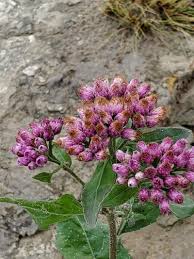 Image result for Pluchea