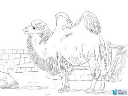 There are tons of great resources for free printable color pages online. Free Printable Coloring Pages Camel Peepsburgh
