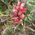 Image result for Schotia afra