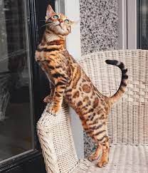 Bengal cats look feral, but are totally domestic. 3 469 Likes 50 Comments Suki The Cat Sukiicat On Instagram Dear Servant The Princess Requires Treats Immediately Bengal Cat Beautiful Cats Cats