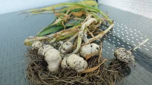 Tatsächlich kann man knoblauch in. Knoblauch Ernten Und Den Richtigen Zeitpunkt Erkennen Gemuse Balkon
