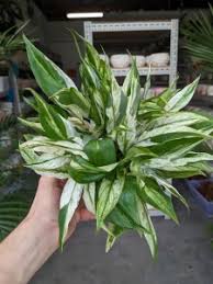 Image result for Sansevieria dooneri