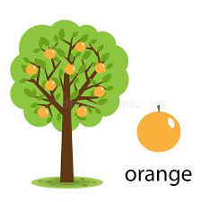 Orange Tree Illustration Of A Cartoon Orange Tree Isolated On White Background Sponsored Orange Isolated Tree Doodle Orange Tree Fruit Illustration