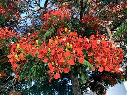 Image result for Delonix