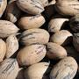 Profile Picture of Deep wells keep pecan grower's crop progressing - Farm Progresson Google