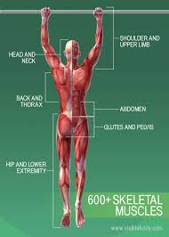 Located immediately below the skin) muscles of the body. Muscular System Learn Muscular Anatomy