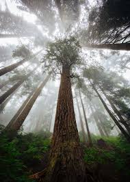 13, posing serious health risks for. Low Angle Photography Green Leaf Tree Forest Tree Fog Foggy Mist Piqsels