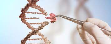Definition of a GMO | alimentarium