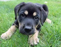 Are they different from black lab and the cute companion pet, cheagle (beagle chihuahua mix) will attract all. Pin On Puppies