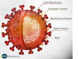 Some coronaviruses cause the common cold, while others cause more severe respiratory illnesses. Sars Cov 2 Accessory Proteins Orf9b