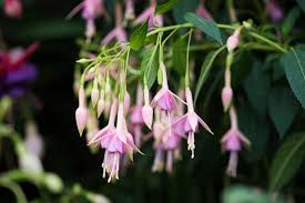 Simply use the code found in our newsletter and this will be automatically added to our basket. How To Grow Hardy Fuchsias Rhs Gardening