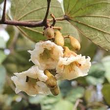 Image result for Piliostigma thonningii