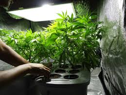 When seedlings first appear, keep the lights turned on for 12 to 16 hours per day. Cannabis Defoliation Tutorial To Increase Yields Grow Weed Easy