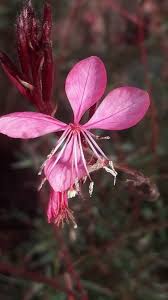 Image result for Oenothera lindheimeri
